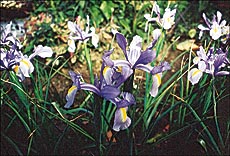 Iris is another interesting flower to grow in the garden, in an individual bed or near a lily pool in a group
