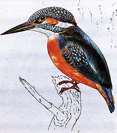 Kingfishers make nests in holes