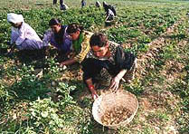Harvesting of potato crop in progress at Pathial village in Hoshiarpur district.