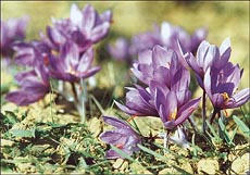 Saffron flowers in full bloom 