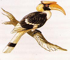 The Hornbill’s large, strong bill is made of a hard, horny substance.