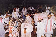 Holy cows of Shreenathji