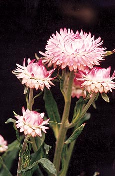 The papery helichrysum