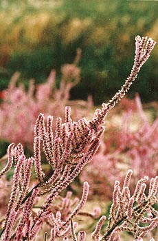 The elegent statice