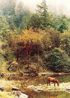 A horse grazing at Gora Tabela