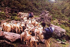 Goats and sheep carrying goods