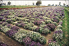 Anchusa white and blue