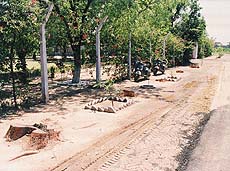 New trees have been planted at the same spot where rows of trees were felled for flight safety in the military area in Chandigarh.