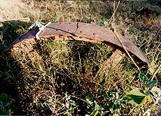 A compartment of the Mono Rail covered with wild vegetation