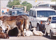 Unless the bylaws are strictly implemented, cattle will continue to block traffic