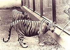 Siddarth and Renuka, the two white tigers brought from the Sambhajinagar zoo in Aurangabad to Borivli National Park's Tiger Safari in Mumbai on Wednesday. The one-and-a-half-year-old tigers are "freaks". — PTI