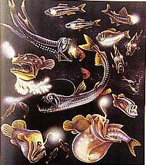 There are more than 200 species of angler fish known today