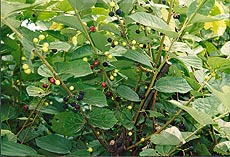 Phalsa is quick bearing