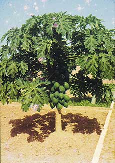 As the papaya tree tends to overbear, it is necessary to remove some of the fruit