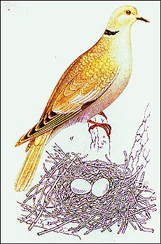 Collared dove was first found in Asia Minor in the 16th century 