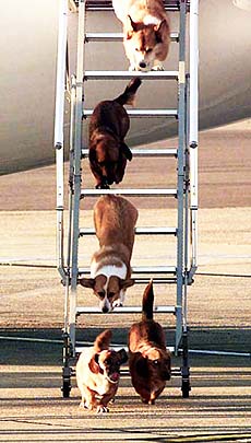 LONDON: The Queen's dogs leave an aircraft of The Queen's Flight from Aberdeen at Heathrow Airport. Queen Elizabeth is a keen dog lover, particularly of Corgis, and travels with them, whenever she can.