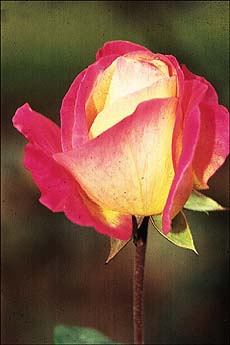 Rose bud attacked by aphids
