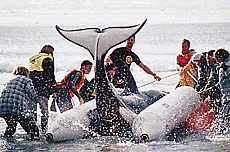Killer sharks or killed sharks?