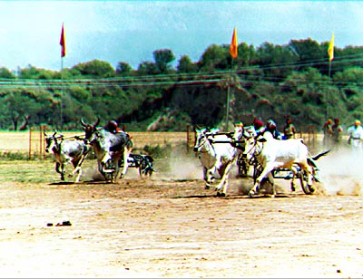 The spirit of Punjab: A bullock-cart race in progress at the International Sports Festival, Anandpur Sahib