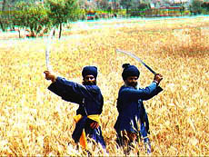 Nihang Sikhs show off their skills in a wheat field near Anandpur Sahib on Tuesday.