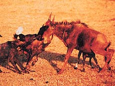 The wild dog of Asia has a reputation of a cruel and vicious killer