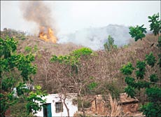 A forest fire