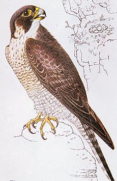 The normal cruising speed of the falcon is about 60 km per hour 