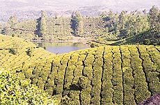 A view of tea gardens