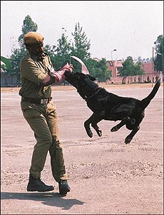A police dog displays its skill in the arrest and seize on command test at the 42nd all-India Police Duty meet in Bhanu, near Panchkula, on Thursday