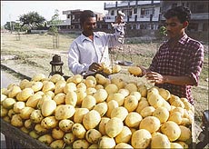 A buyer busy purchasing mangoes on Thursday.