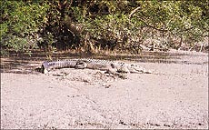 Sunderbans is the largest prograding delta of the world