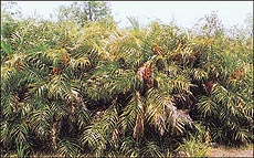 The tiger project of Sunderbans includes a "core" area, kept free from all human use