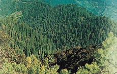 One can drive at leisure through the pine-clad slopes.
