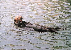 Sea-otter: A fascinating animal.