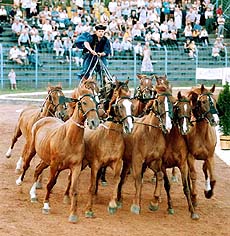 Hungarian Viktor Buck of Tapioszentmarton sets up a new world record in multi-riding, as he rides 12 horses at a time during the opening ceremony of the Pair Driving Equestrian World Championships 