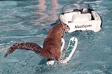 Twiggy, a squirrel owned by Lou Ann Best, of Sanford, Florida., water skis for around a pool during the 13th annual Racine, Wis., In-Water Boat Show on Friday in Racine, Wis. A radio-controlled boat pulls the skiing squirrel. 