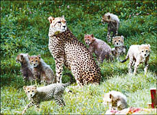 Eight cheetah cubs