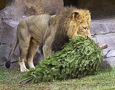 African lion