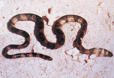 The sea snake has a paddle-shaped tail and a narrow head.