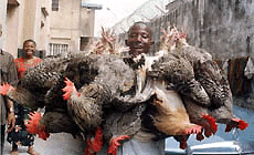 A Nigerian fowl seller carries more than he can easily handle as he hawks fowls for Christmas in Lagos, on Thursday. The birds sell at $ 8 each at Christmas time, twice the price of what they would normally cost