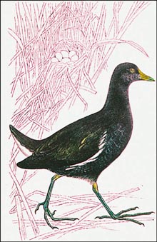 Moorhens are found on every continent except Australia