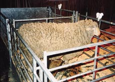 The famous ‘Merino’ sheep in the Scottish Wool Centre in Aberfoyle, Scotland