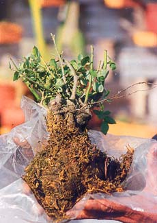 Carrying roses without earthball