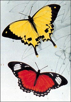 In June, butterflies emerge with two eye-shaped patterns on the front wings