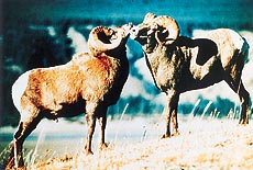 National Geographic’s animal love series...Exotic