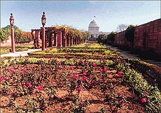 The Mughal Gardens in Rashtrapati Bhawan which will open for public from Thursday 