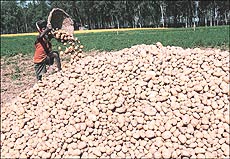 A child labourer piles up potatoes
