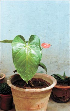 It is possible to grow anthurium