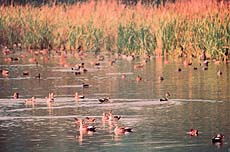 The migratory birds may bid adieu to the lake forever if a peaceful atmosphere is not provided to them.