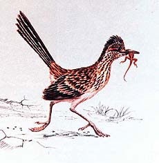 The roadrunner belongs to the cuckoo family